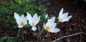 krokus jesienny, krokus jesienny albus, crocus speciosus albus, 