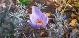 krokus jesienny, crocus speciosus