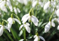 snowdrop, flowers, spring flower, przebiśniegi