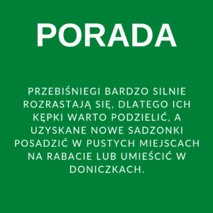 porada na marzec